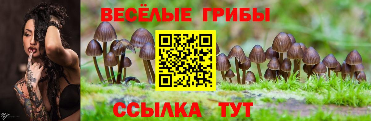Галлюциногенные грибы ЛСД  Псилоцибиновые грибы Psilocybe  купить   Новотроицк  Вход с VPN 